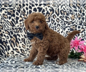 Goldendoodle (Miniature) Puppy for sale in LANCASTER, PA, USA