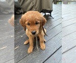 Small #5 Goldendoodle (Miniature)