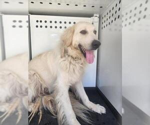 Great Pyrenees Dogs for adoption in Bakersfield, CA, USA