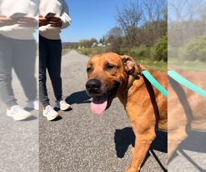 German Shepherd Dog-Unknown Mix Dogs for adoption in Martinsburg, WV, USA