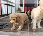 Small Photo #10 Goldendoodle Puppy For Sale in HARTFORD, CT, USA