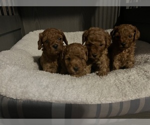 Poodle (Toy) Puppy for Sale in LANSDALE, Pennsylvania USA