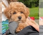 Small #1 Poodle (Toy)
