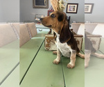 Small Photo #7 Beagle Puppy For Sale in HAZEL GREEN, AL, USA
