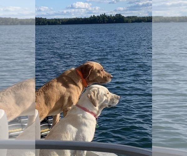 Medium Photo #3 Labrador Retriever Puppy For Sale in GRAND RAPIDS, MN, USA