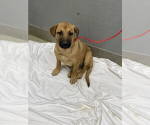 German Shepherd Dog-Unknown Mix Dogs for adoption in Las Vegas, NV, USA