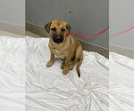Small German Shepherd Dog Mix