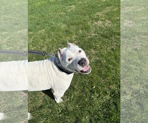 Mutt Dogs for adoption in Catasauqua, PA, USA
