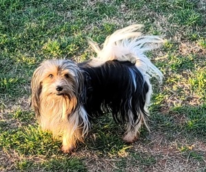 Father of the Havashire puppies born on 10/20/2025