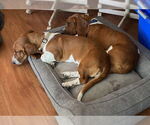 Small #2 Basset Hound