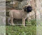 Small #11 Mastiff
