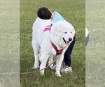 Small #1 Great Pyrenees