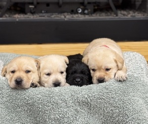 Labrador Retriever Litter for sale in NORWAY, SC, USA