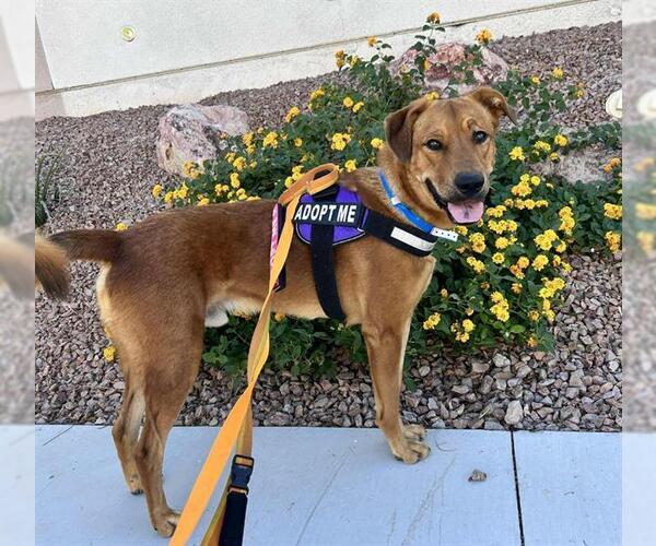 Medium Photo #2 Golden Retriever-Unknown Mix Puppy For Sale in Las Vegas, NV, USA