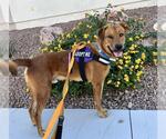 Small #1 Golden Retriever Mix