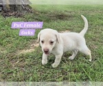 Small Photo #107 Labrador Retriever Puppy For Sale in EDGEWOOD, TX, USA