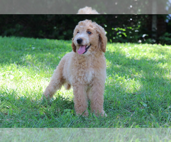 Medium Photo #5 Goldendoodle Puppy For Sale in KERNERSVILLE, NC, USA