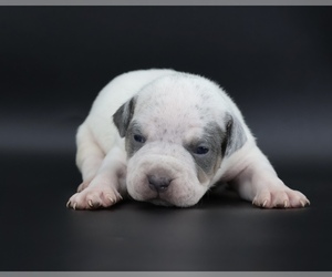 American Bully Puppy for sale in CHAMPAIGN, IL, USA