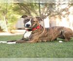 Small #1 Mutt