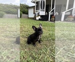 Small #3 French Bulldog