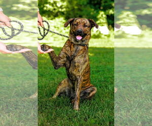 Mountain Cur-Unknown Mix Dogs for adoption in Sparta, TN, USA