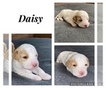 Puppy Daisy Lagotto Romagnolo