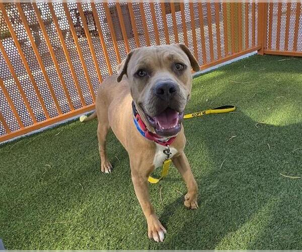 Medium Photo #3 American Pit Bull Terrier-Unknown Mix Puppy For Sale in Las Vegas, NV, USA