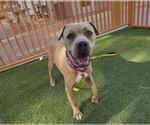 Small #2 American Pit Bull Terrier Mix