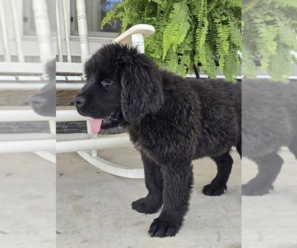 Medium Photo #2 Newfoundland Puppy For Sale in TILTON, IL, USA