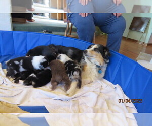 Mother of the Australian Cattle Dog puppies born on 12/10/2022