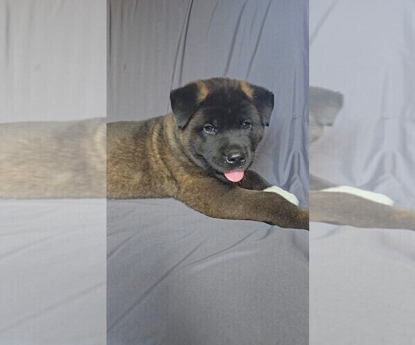 Medium Photo #9 Akita Puppy For Sale in MANNING, SC, USA