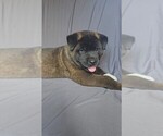 Small #8 Akita