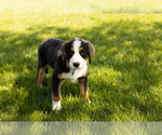 Small Photo #5 Bernese Mountain Dog Puppy For Sale in SHIPSHEWANA, IN, USA