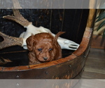 Small #2 Cavapoo