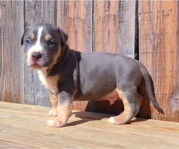 Medium Photo #6 American Bully Puppy For Sale in PHOENIX, AZ, USA
