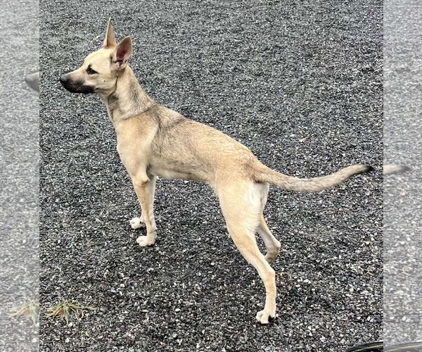 Medium Photo #3 Mutt Puppy For Sale in Woodbury, NY, USA