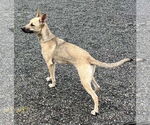 Small #2 Mutt