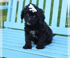 Cavapoo Puppy for sale in BARNESVILLE, KS, USA