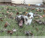 Small #5 Miniature Australian Shepherd