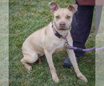 Small #2 American Staffordshire Terrier Mix
