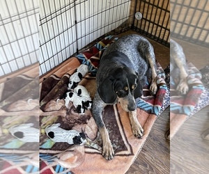 Mother of the Bluetick Coonhound puppies born on 08/07/2023