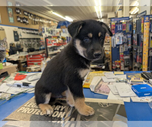 Medium Photo #3  Puppy For Sale in , 