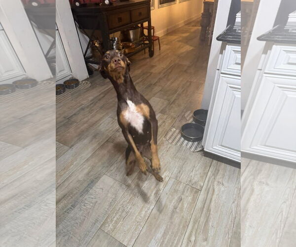 Medium Photo #2 Miniature Pinscher-Unknown Mix Puppy For Sale in New London, WI, USA