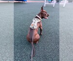 Small #3 American Pit Bull Terrier Mix