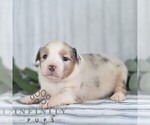 Small Photo #5 Miniature Australian Shepherd Puppy For Sale in REBERSBURG, PA, USA