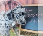 Small Catahoula Leopard Dog