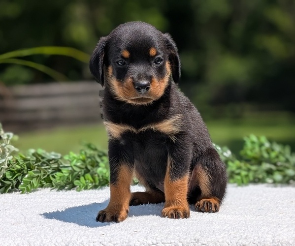 Medium Photo #10 Rottweiler Puppy For Sale in GOSHEN, IN, USA