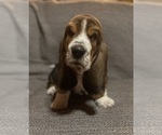 Puppy Sue Basset Hound
