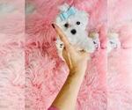 Small #5 Maltese