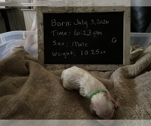 Medium Photo #5 Cavachon Puppy For Sale in OLYMPIA, WA, USA